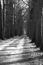 the long road.jpg